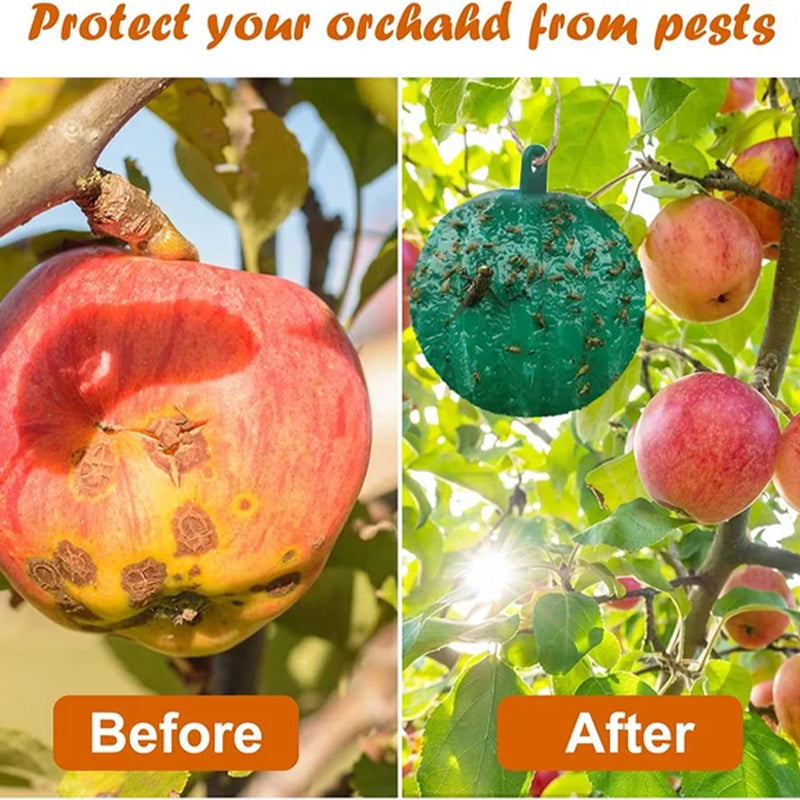 Hanging Environmental Fruit Fly Traps Sticky Traps